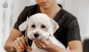 Dog grooming interview questions article in-post image 1, groomer clipping hair around dog's ear