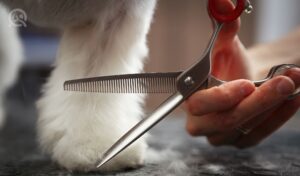 Up-close of dog grooming scissors