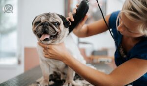 Pug getting shaved down by groomer at salon