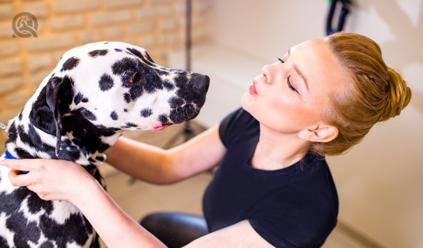 Dog grooming school cost last in-post image, dog groomer making kissy face at Dalmatian