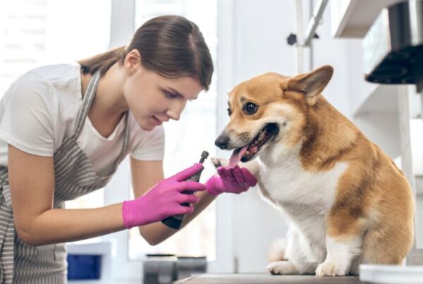Becoming a dog groomer article, June 18 2021, Feature Image