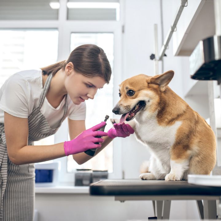 Becoming a dog groomer article, June 18 2021, Feature Image
