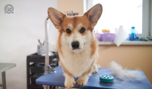 Grooming business article, June 04 2021, in-post image, Corgi on grooming table at salon