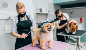 Dog groomers wearing masks and giving dogs haircuts in salon