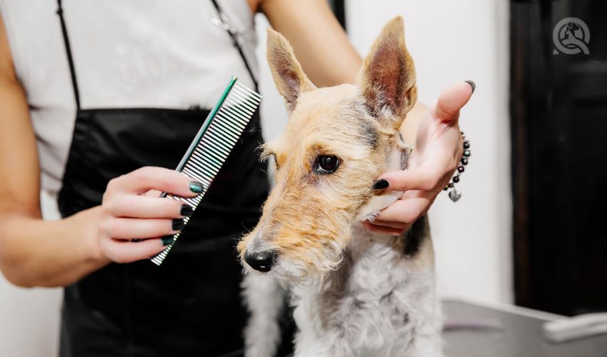 Groomer brushing dog with Greyhound comb