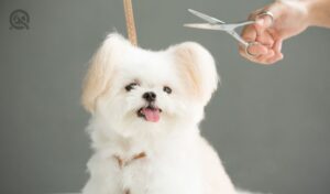 Dog gets hair cut at Pet Spa Grooming Salon. Closeup of Dog. The dog is trimmed with scissors. Gray background. groomer concept