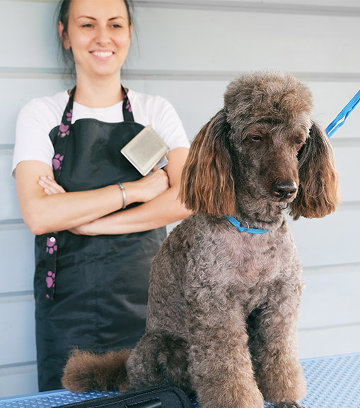 Dog Grooming Course Outline QC Pet Studies
