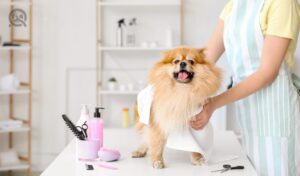 Dog grooming complaints article, Aug 13 2021, in-post image 2