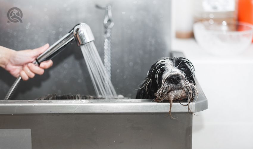 Tibetan terrier dog getting washed at dog wash in stainless steel bathtub, selective focus