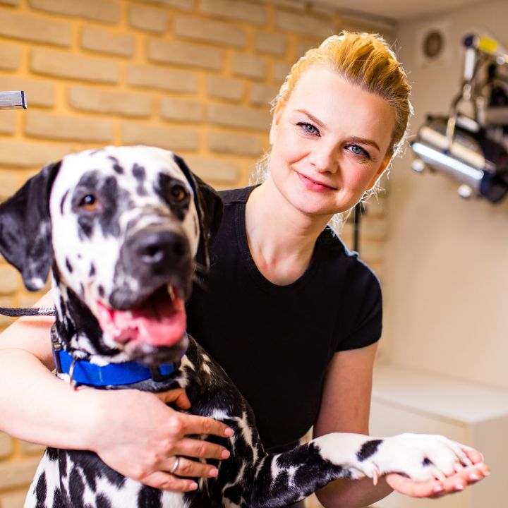 How to become a dog groomer article Feature Image