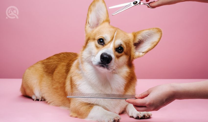 How to become a dog groomer article in-post image 1