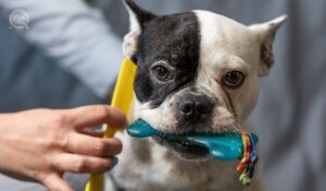 How to become a dog groomer article in-post image 3