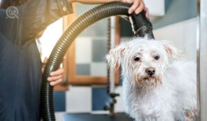 A dog groomer dries a bichon maltese dog with a hair dryer.