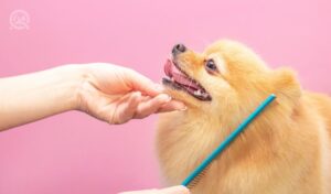 Pet business ideas article, in-post image 1, dog grooming
