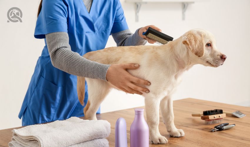How to start your own pet care business in-post image 1