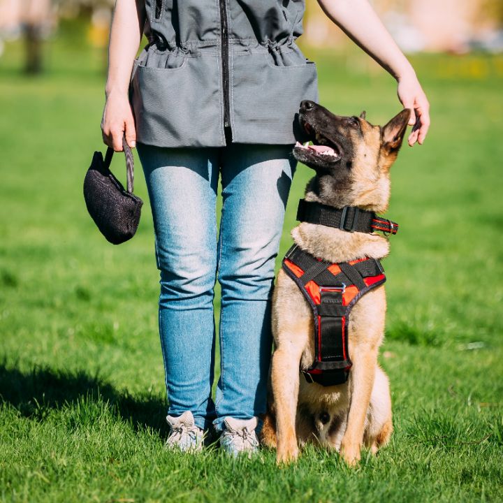 How to become a dog trainer Feature Image