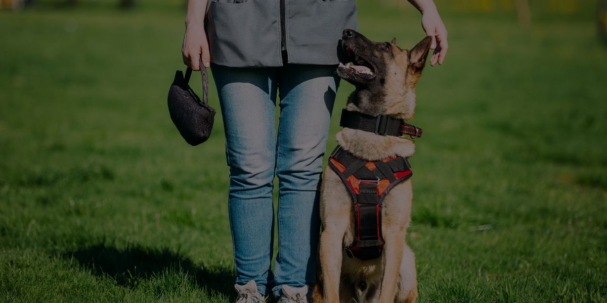 How to Become a Dog Trainer: A Step-by-Step Guide