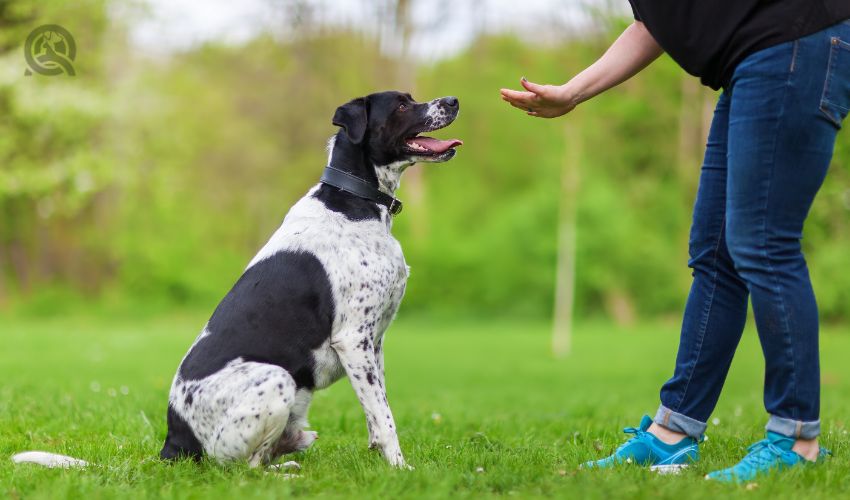 How to become a dog trainer in-post image 1