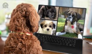 Back view of dog talking to dog friends in video conference. Group of dogs having an online meeting in video call using a laptop. Labradoodle and boxer dog chatting online. Pets using a computer.