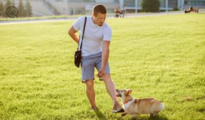 How to become a dog trainer in-post image 3