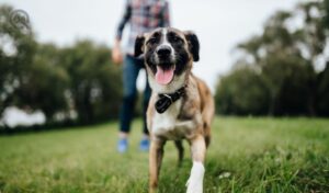 How to become a dog trainer in-post image 4