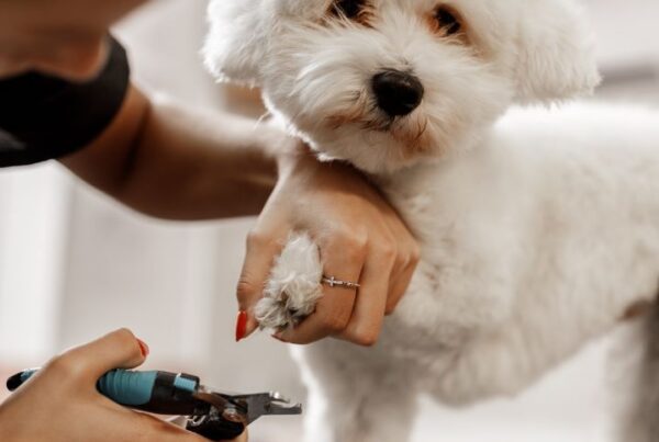 How to price your dog grooming services Feature Image