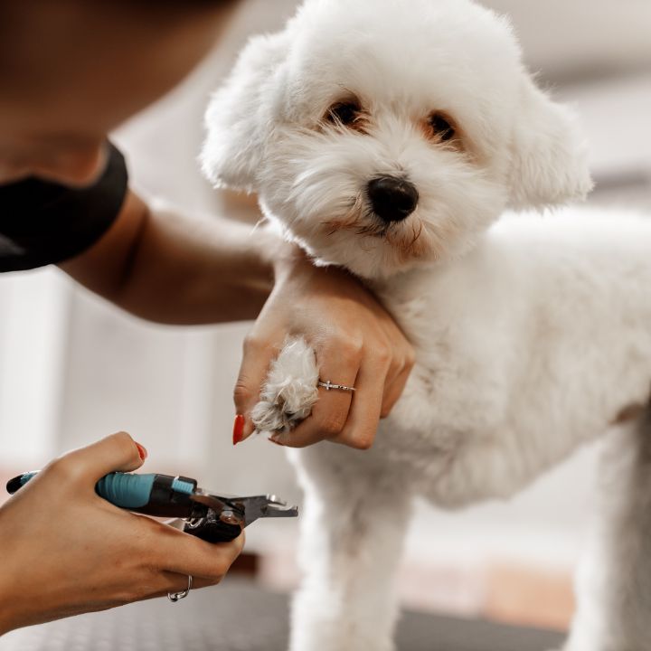 How to price your dog grooming services Feature Image