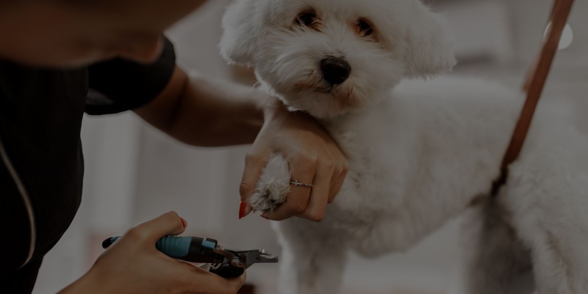 How to Price Your Dog Grooming Services