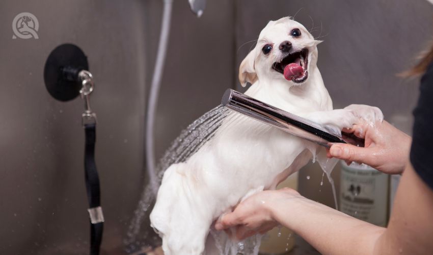 How to price your dog grooming services in-post image 1