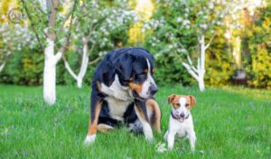 small dog and big dog best friends, large Swiss Mountain dog and jack russell terrier on a background of greenery in the garden in summer, two pets, couple of friends.