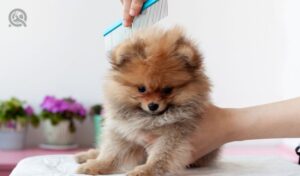 How to price your dog grooming services in-post image 3. A fluffy sable Pomeranian puppy is combed with a blue comb by a grummer, the puppy is turned in front