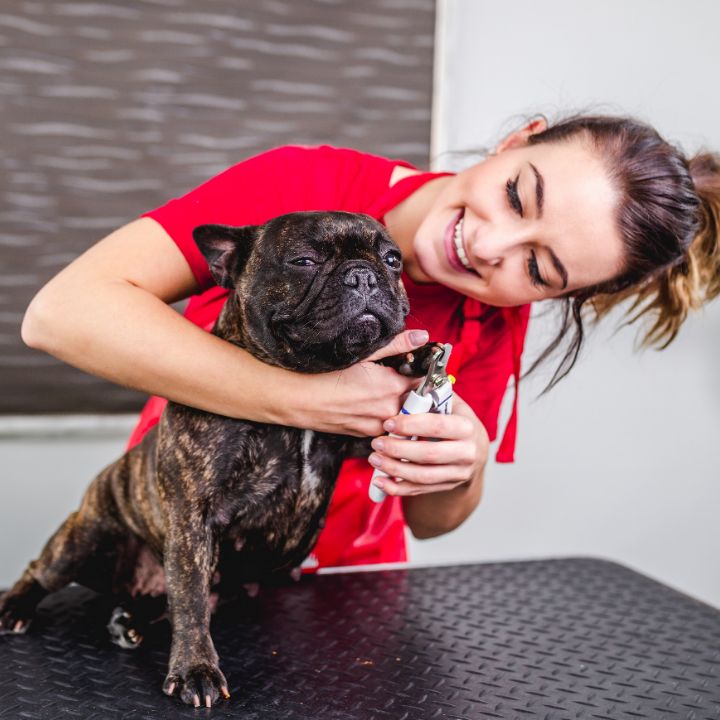Pros and cons of becoming a dog groomer Feature Image