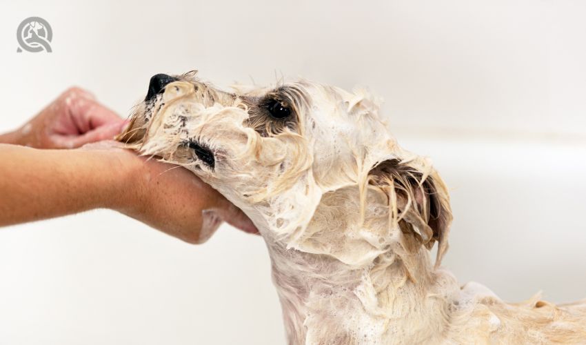 Pros and cons of becoming a dog groomer in-post image 1