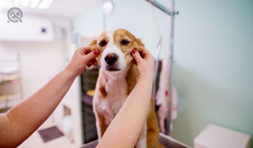 Pros and cons of becoming a dog groomer in-post image 3