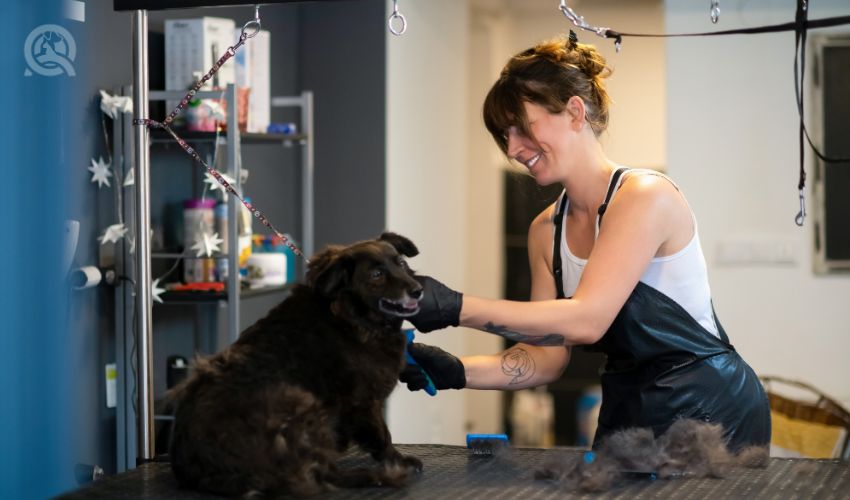 Professional dog groomer working on dog in salon