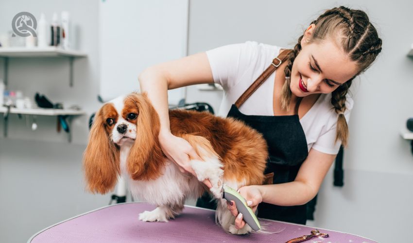 Professional groomer trimming Cavalier King Charles Spaniel's fur at grooming salon