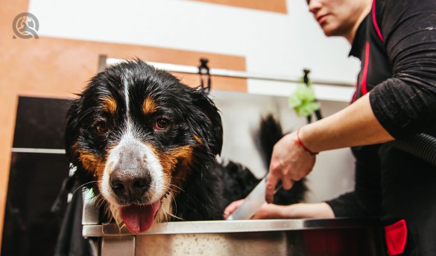 Get clients as a dog groomer in-post image 5