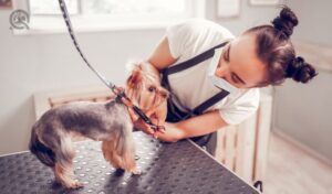 Worker feeling busy. Dark-haired worker of grooming salon feeling busy while taking care of cute dog