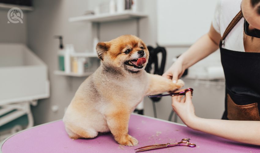 Professional groomer cutting Pomeranian dog's fur with scissors at grooming salon