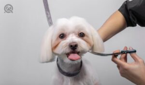 Start a dog grooming business in-post image 3