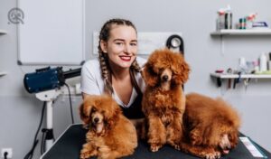 Female groomer with three adorable red miniature poodle puppies at grooming salon