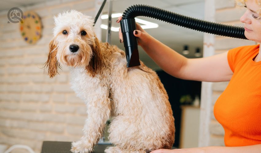 Start a dog grooming business in-post image 5