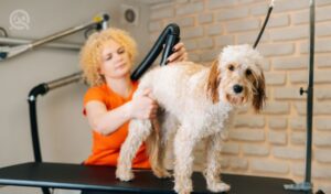Start a dog grooming business last in-post image