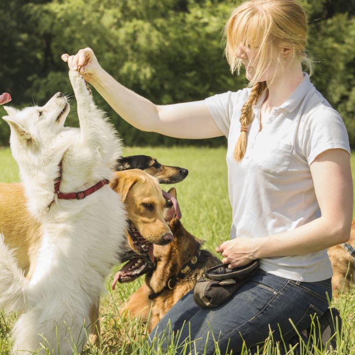 Start a dog training business Feature Image