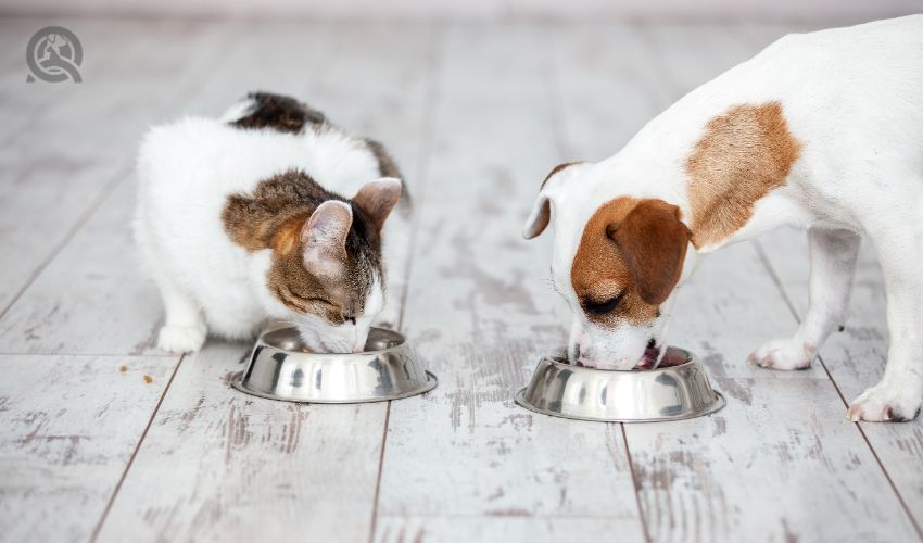 Pet eating food. Dog and cat eats food from bowl