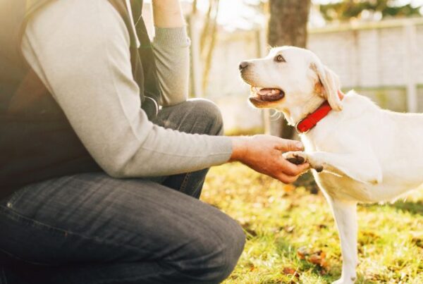 How to get clients as a dog trainer Feature Image