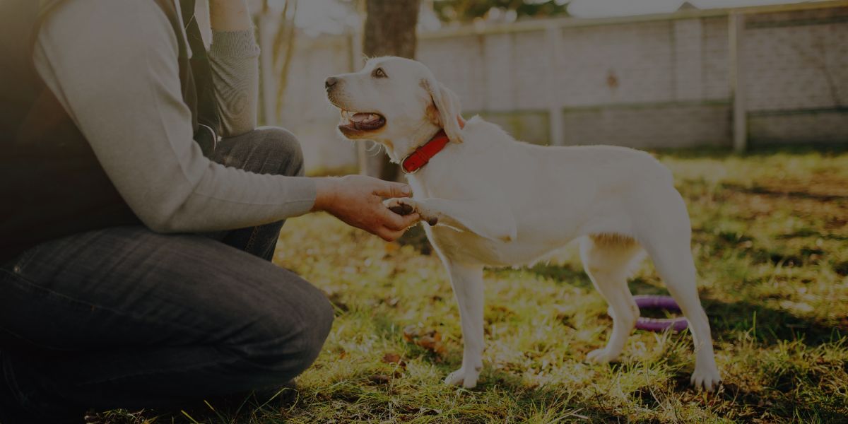 How to Get Clients as a Dog Trainer