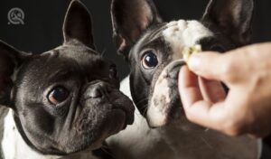 feeding food to 2 french bulldogs, black and white puppies, interior studio shot, point of view, reward conditioning training behavior concept