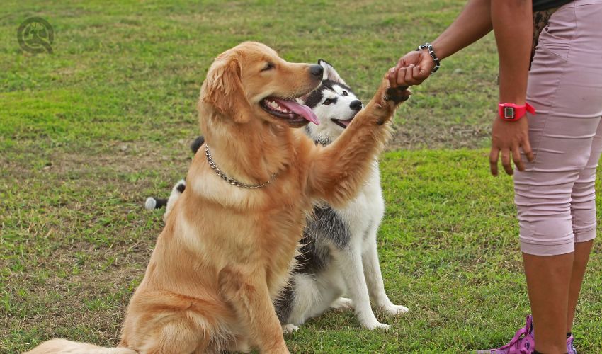 How to get clients as a dog trainer in-post image 5