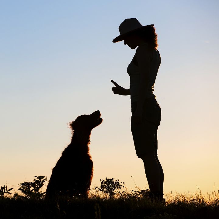 How to set your rates as a dog trainer Feature Image